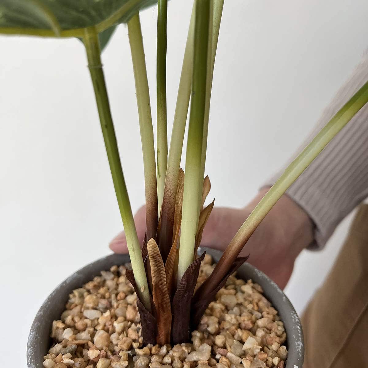 セメントポット アンスリュームリーフ