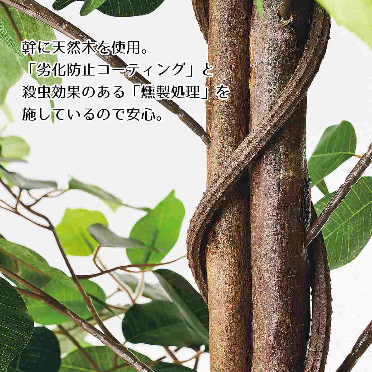 (1)ベンジャミングリーン