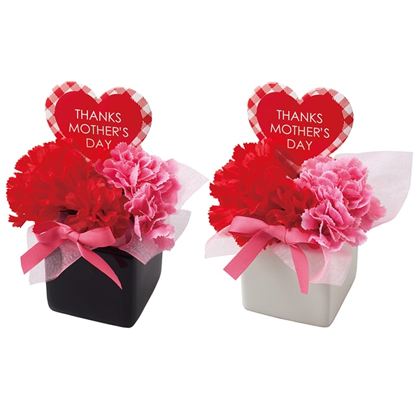 カーネーションスクエアポット 2個セット 母の日 通販 ストア エキスプレス