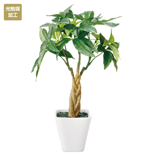 インテリアグリーン 光触媒加工 パキラ 夏 ディスプレイ 抗菌 消臭 装飾 グリーン 置物 通販 ストア エキスプレス インテリアグリーン 光触媒加工 パキラ 夏 ディスプレイ 抗菌 消臭 装飾 グリーン 置物 通販 ストア エキスプレス