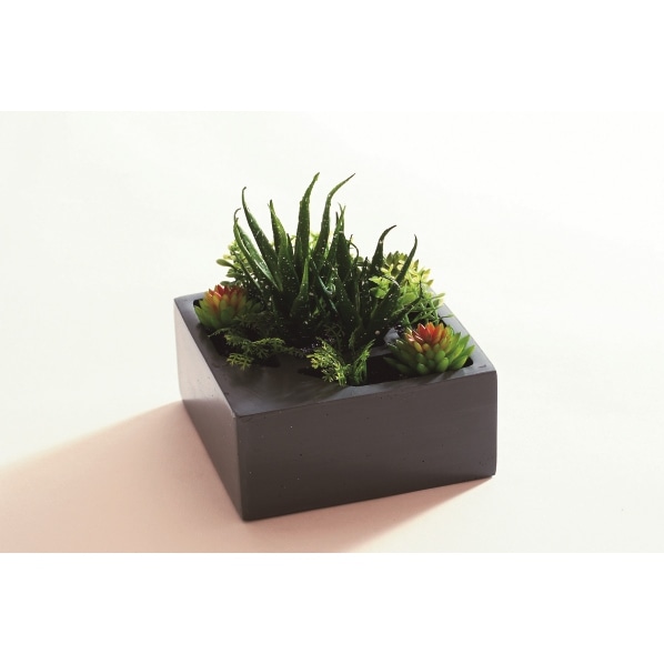 多肉植物 プランター 通販 ストア エキスプレス 多肉植物 プランター 通販 ストア エキスプレス