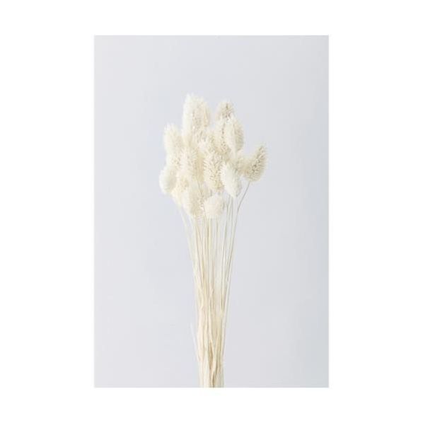 ポアプランツ 通販 ストア エキスプレス