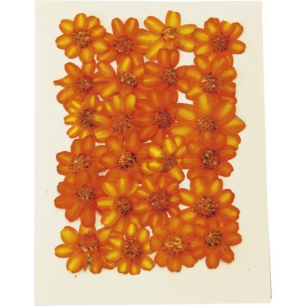 押し花百日草 24輪 通販 ストア エキスプレス