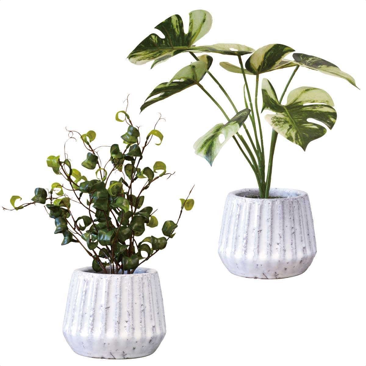 ナビール 卓上グリーンポット ベンジャミンバロック