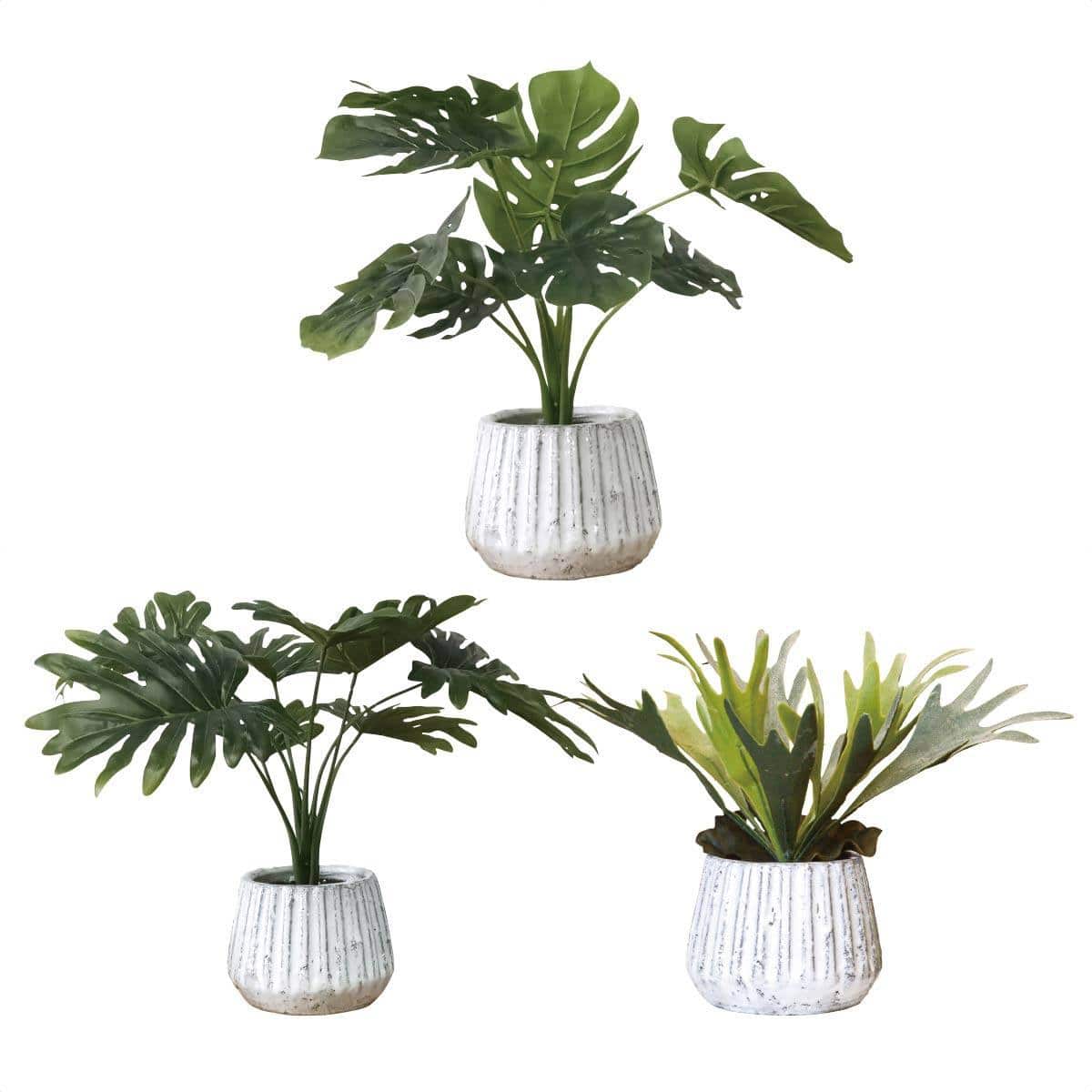 ナビール グリーンポット モンステラ