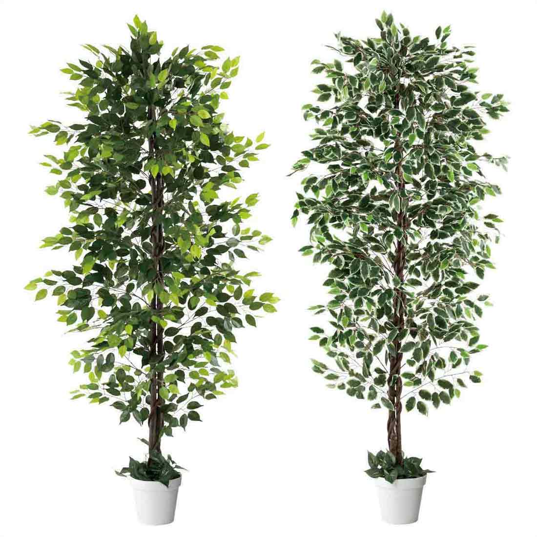 人工樹木ベンジャミン 210cm［ストエキオリジナル］ ベンジャミングリーン