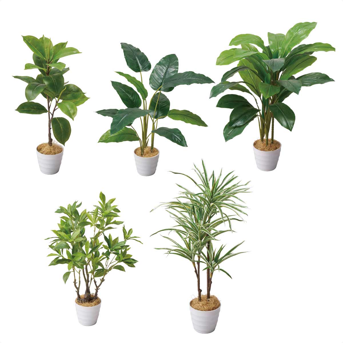 フェイクグリーンポット ゴムノキ