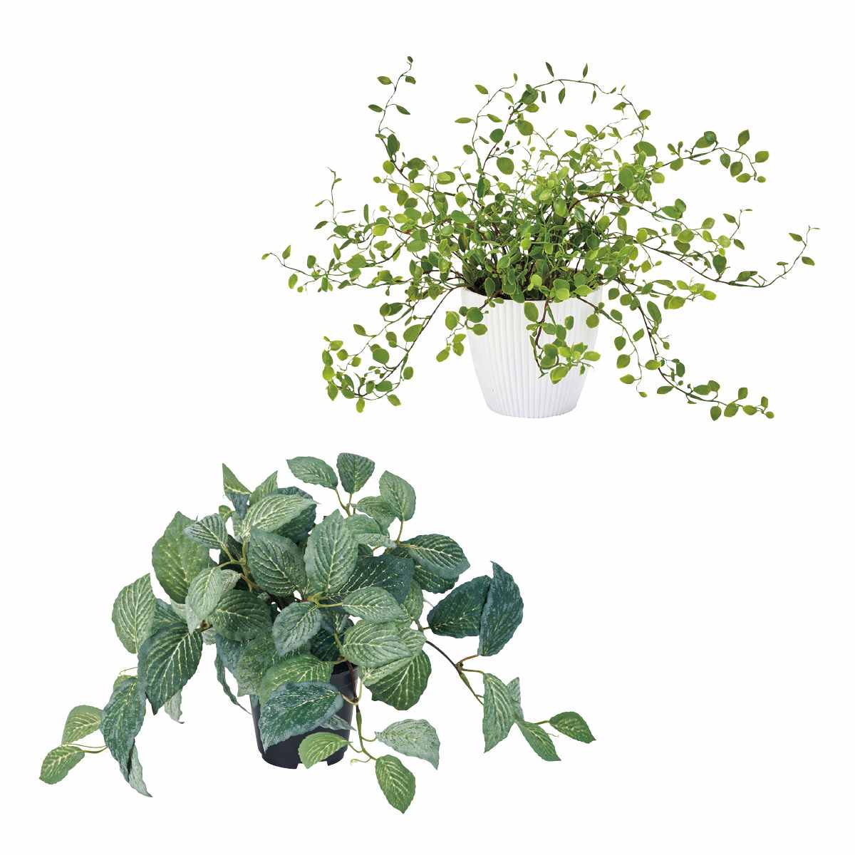 グリーンポット ワイヤープランツ