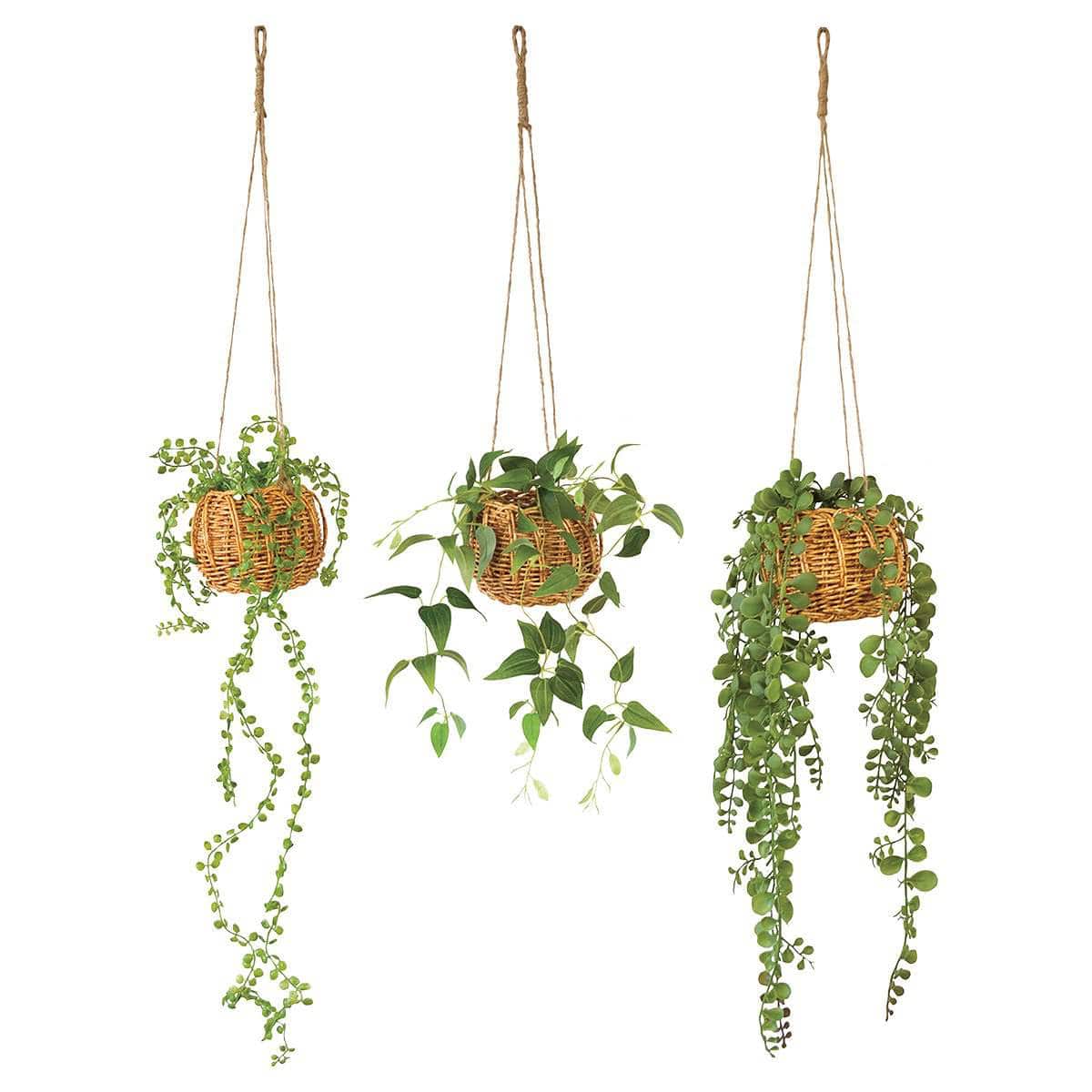 ハンギング グリーンバスケット ビーンバイン