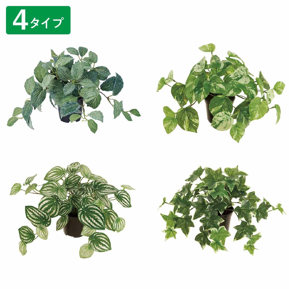 フェイクグリーンポット フィットニア