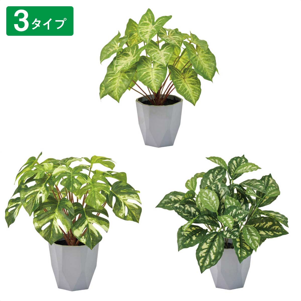 フェイクグリーンポット シンゴニューム シンゴニューム