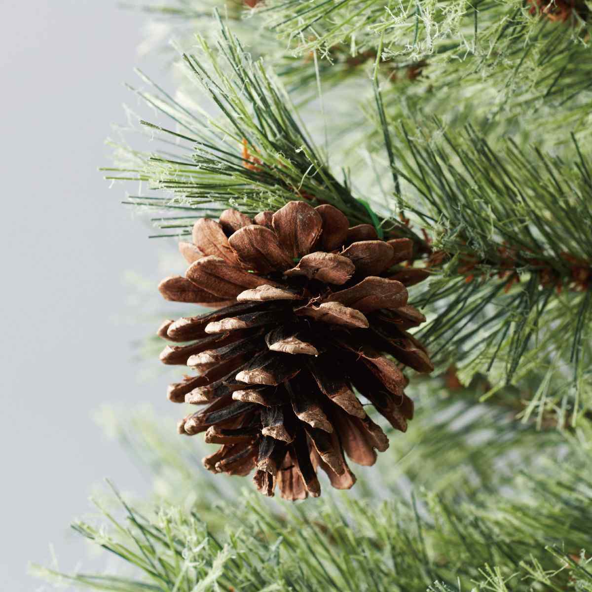 松ぼっくりアップ