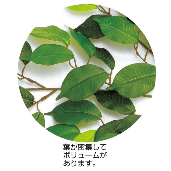 ベンジャミン(人工観葉植物) 高さ200cm 触媒付き
