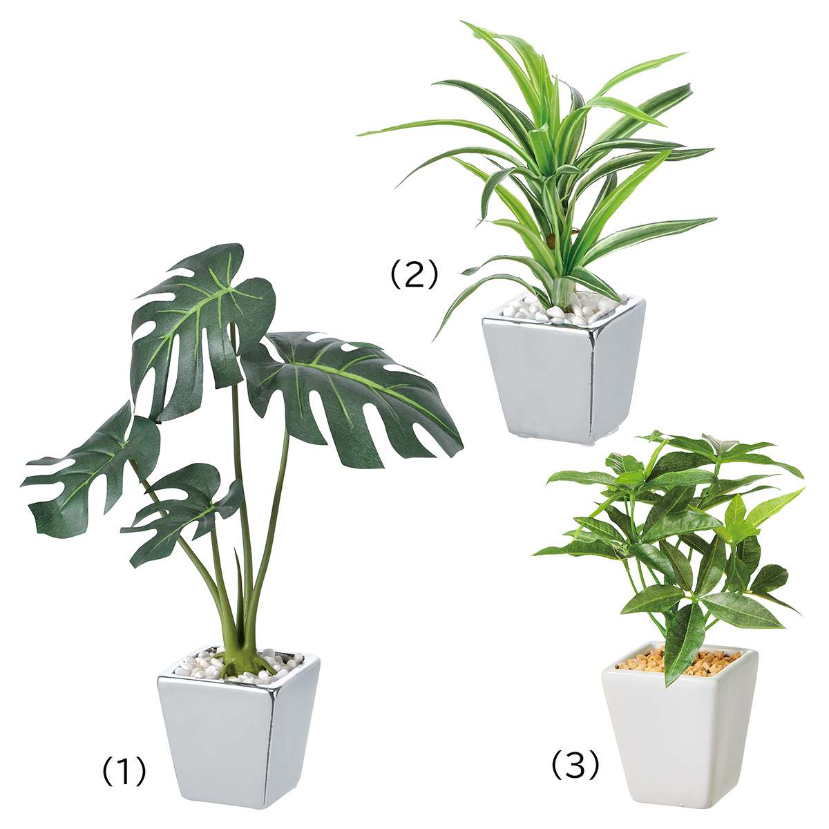【3個】卓上グリーンポット モンステラ