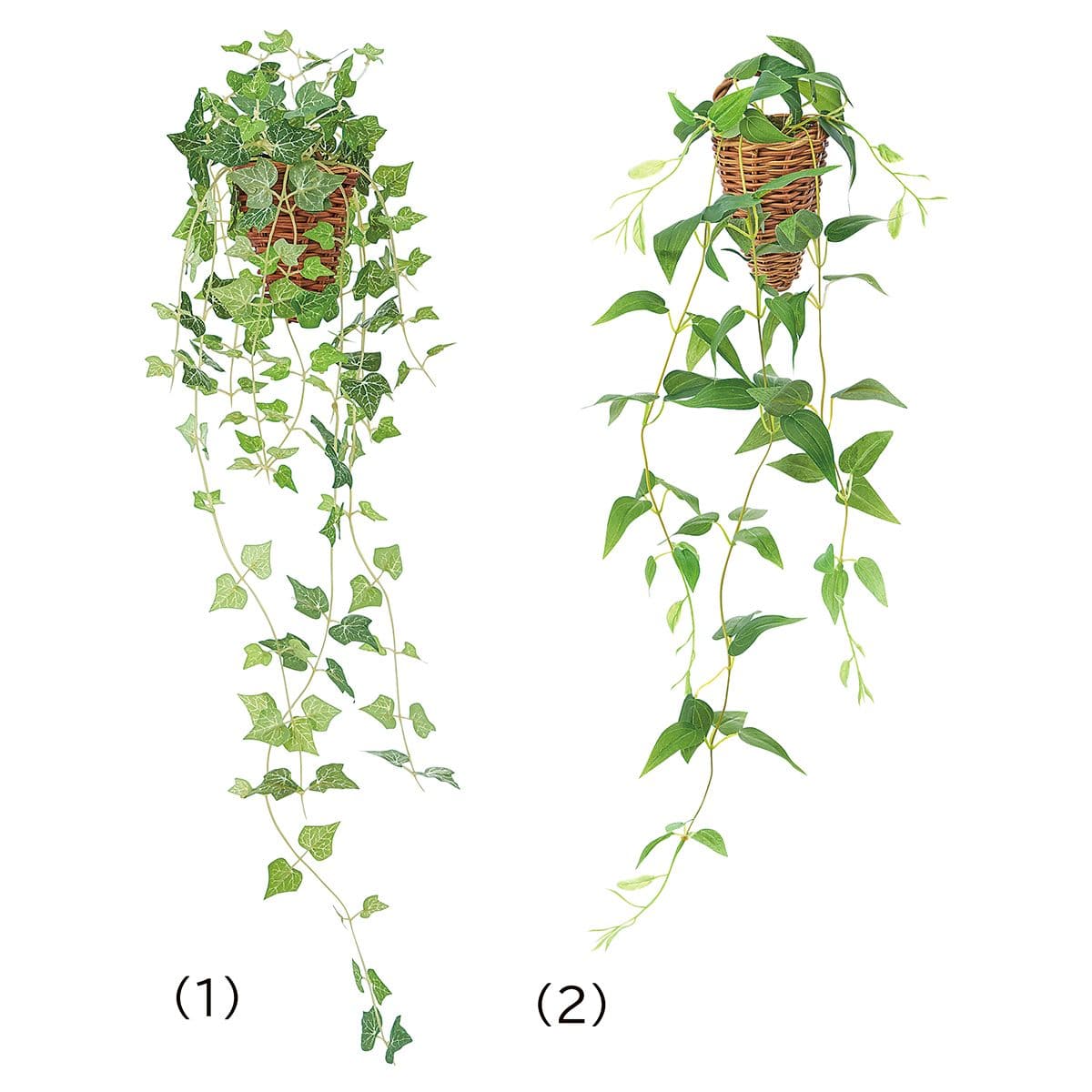 グリーン壁掛け アイビー