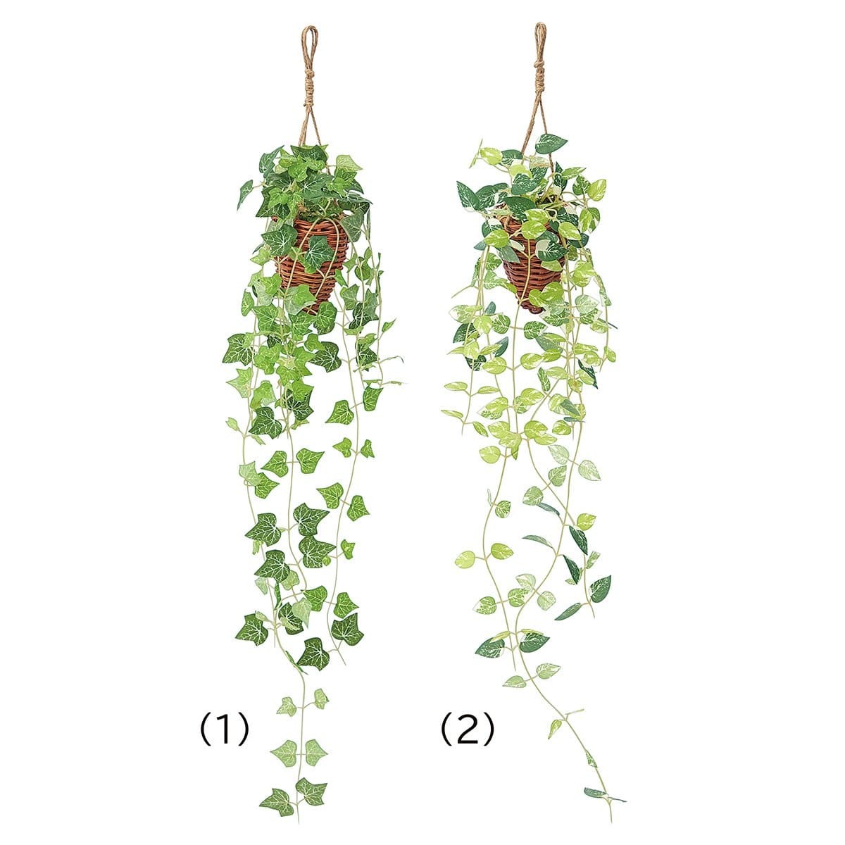 グリーンハンギング アイビー