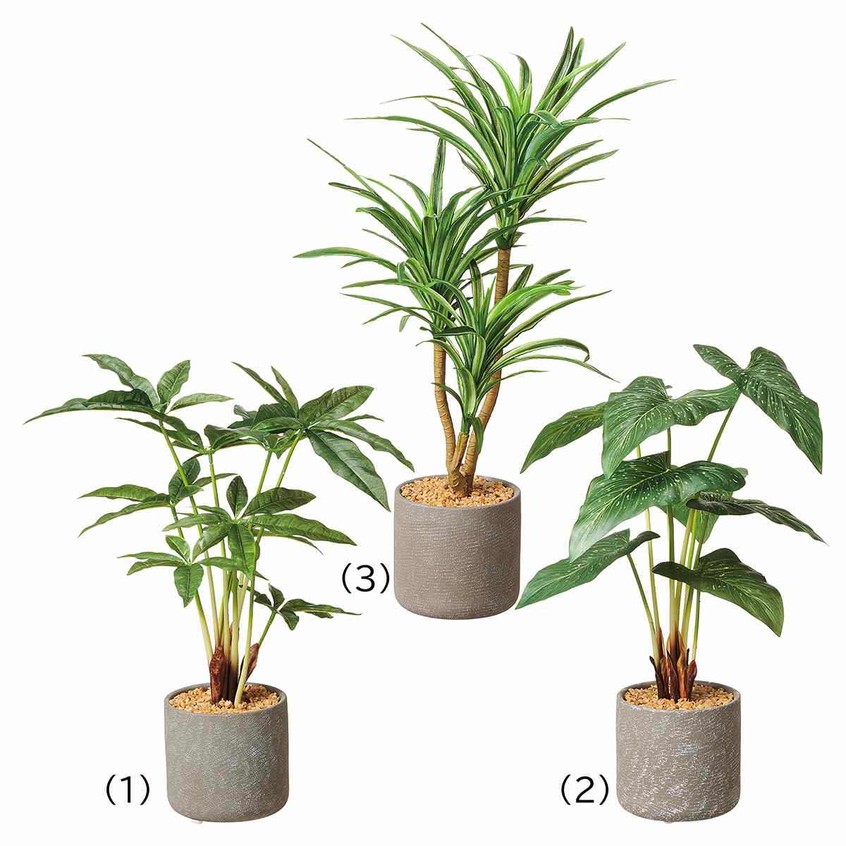 セメントポット パキラ