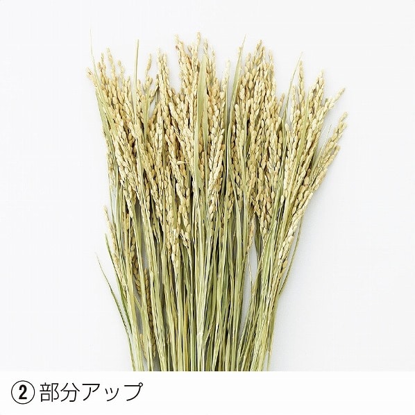 ドライフラワー 秋 ディスプレイ 稲穂 ラグラス すすき 通販 ストア エキスプレス