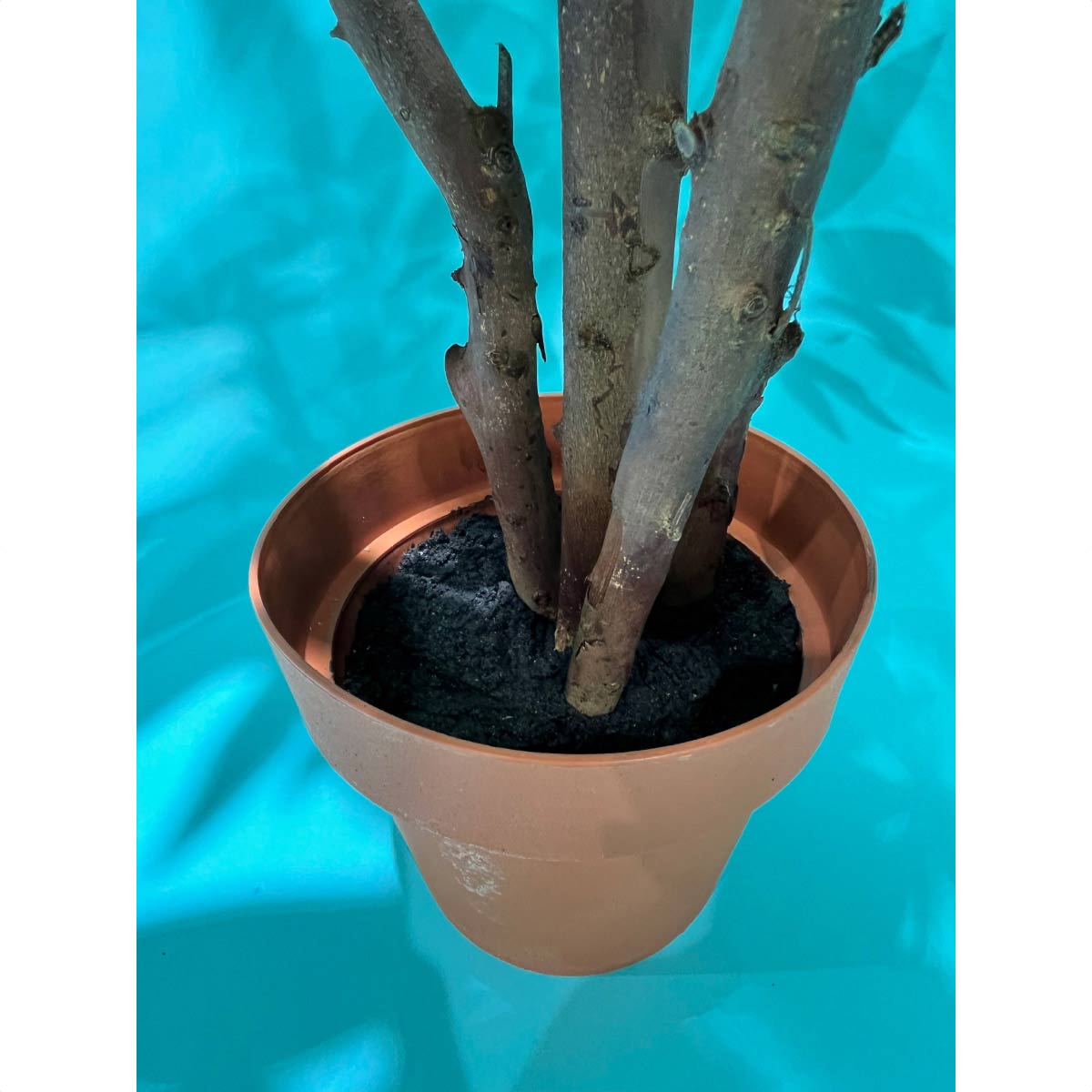本店 観葉植物 パキラ スタンダード グリーン fucoa.cl