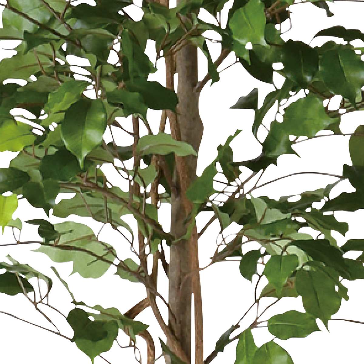 フィカスベンジャミナ 人工樹木 フェイクグリーン 人工観葉植物 高さ150cm