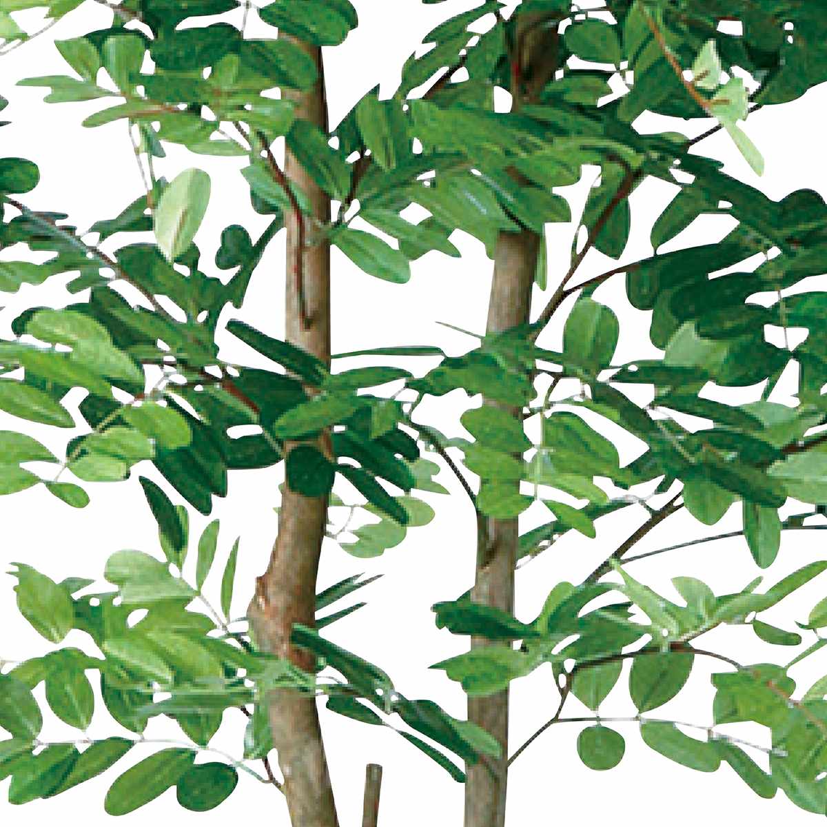 アカシアデュアル 人工樹木 フェイクグリーン 人工観葉植物 150cm