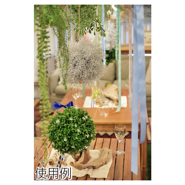 フェイクグリーンボールs 通販 ストア エキスプレス