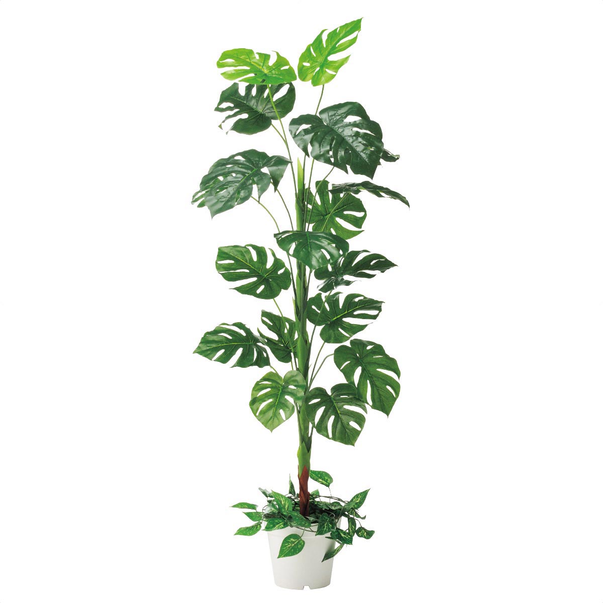 モンステラ（人工観葉植物）【フェイクグリーン】165cm[ストエキ