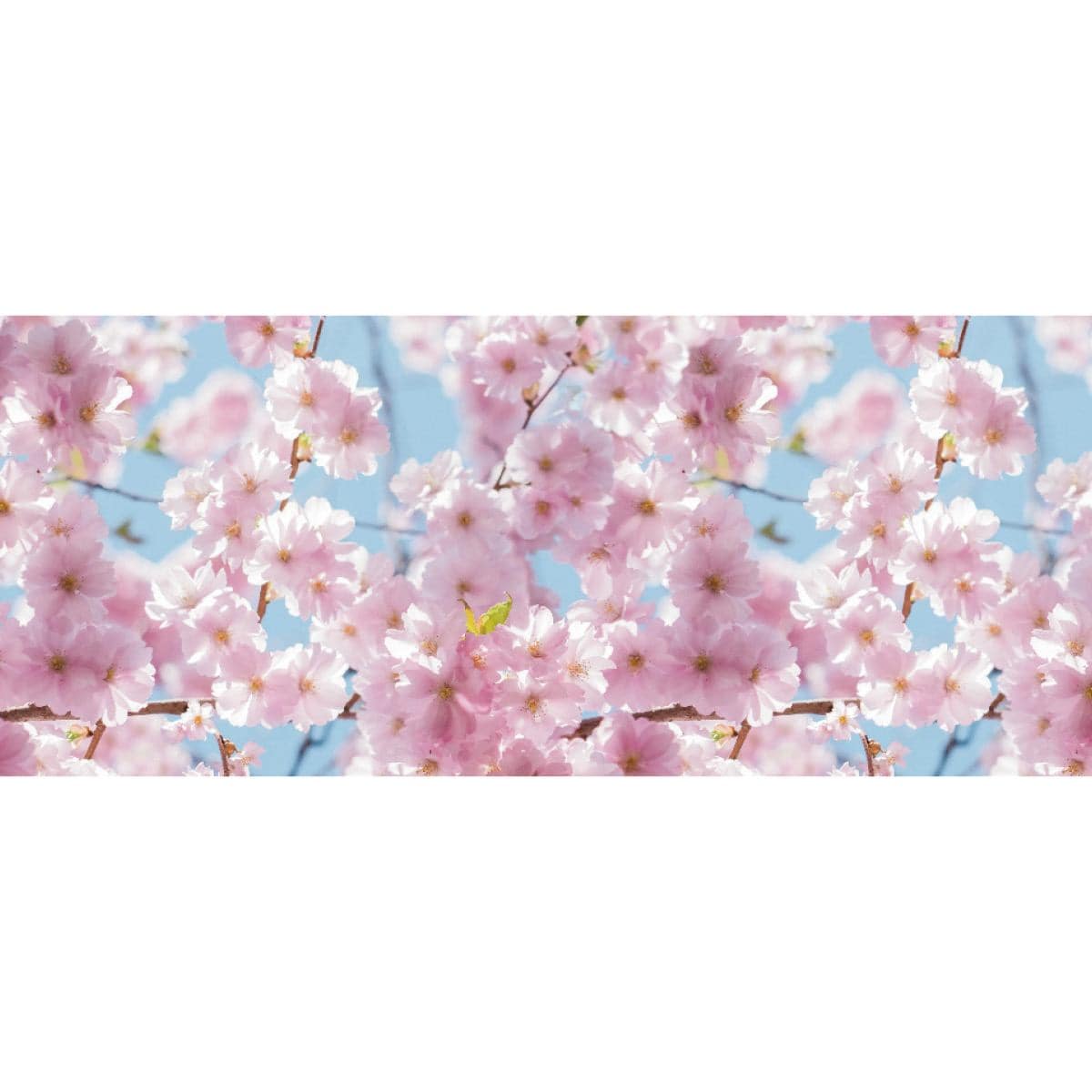 ディスプレイシート 桜