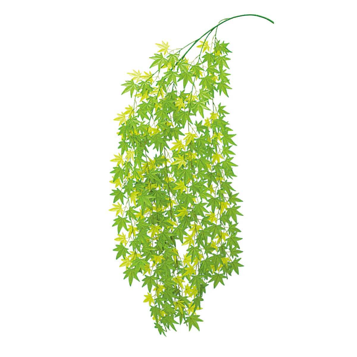 メイプルリーフシダレ185cm