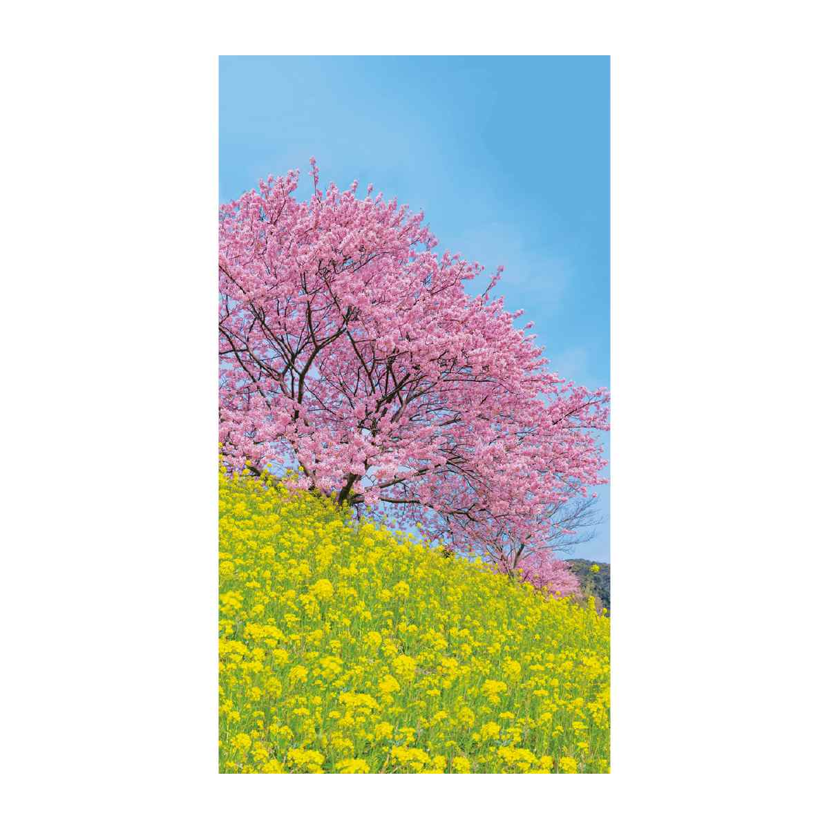バックグラウンドシート 桜と菜の花120×220cm【防炎加工】 