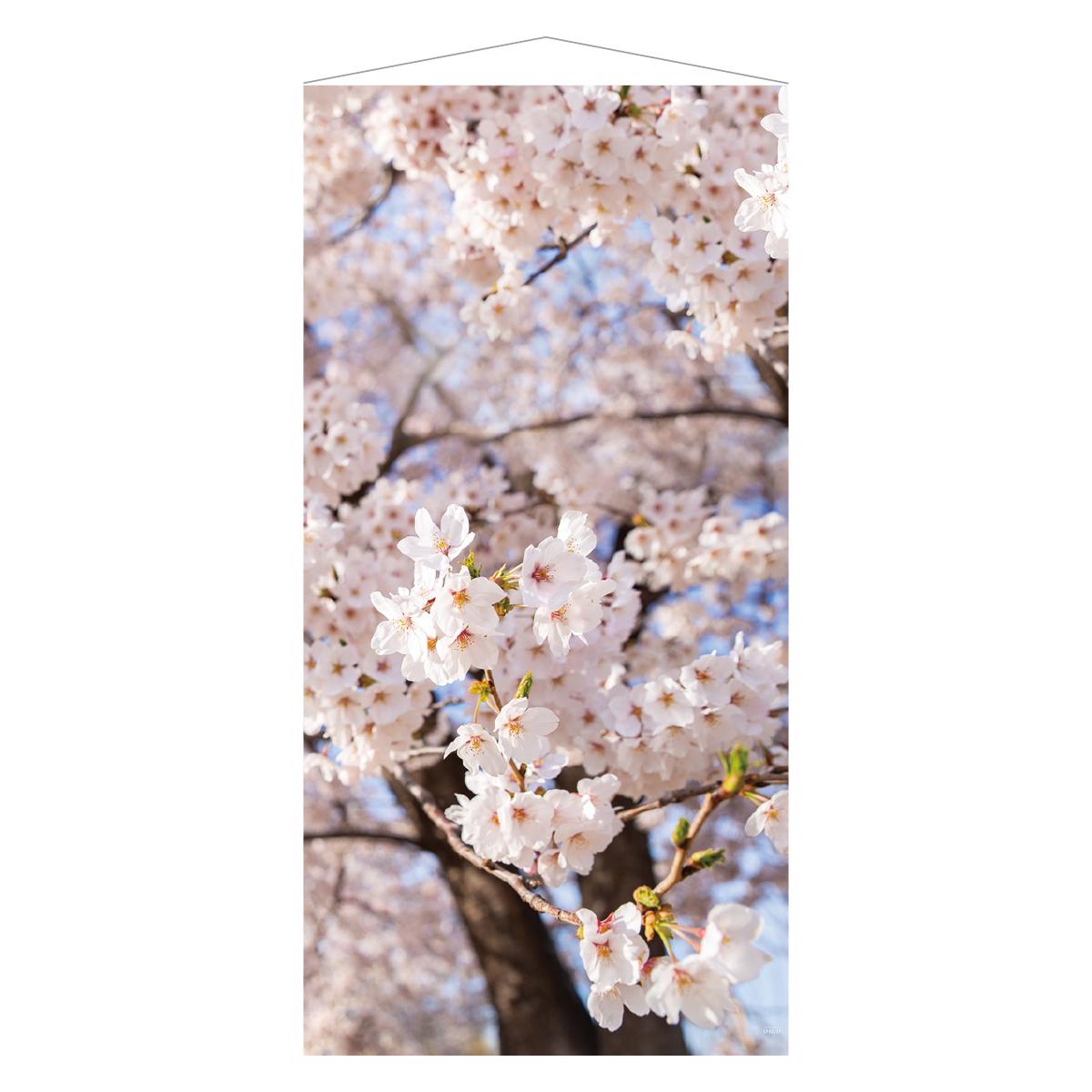 タペストリー 桜満開 【防炎加工】