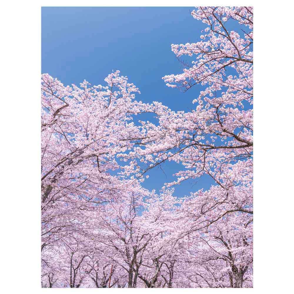 バックグラウンドシート さくら 175×240cm 【防炎加工】