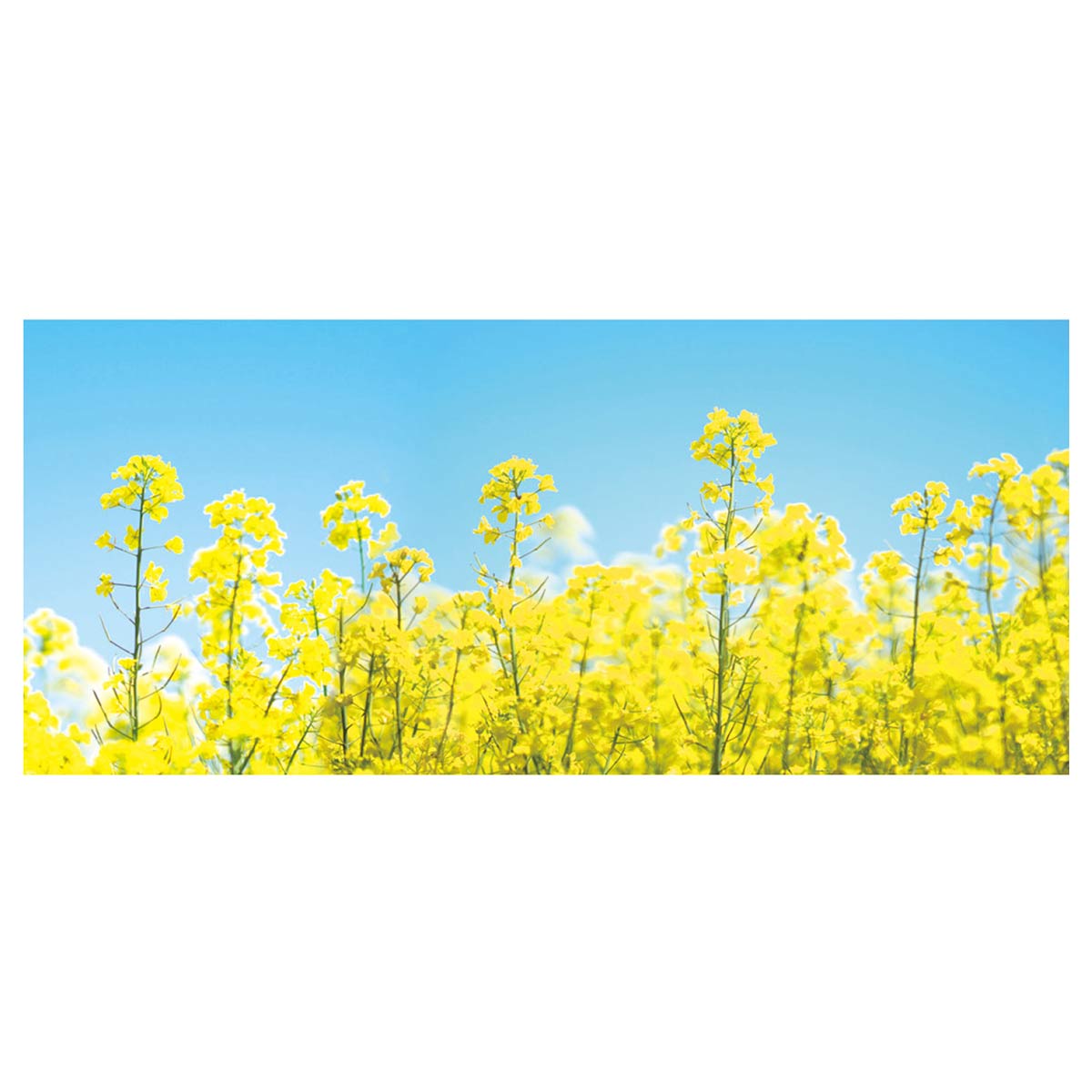 ディスプレイシート 菜の花 200×87cm 
