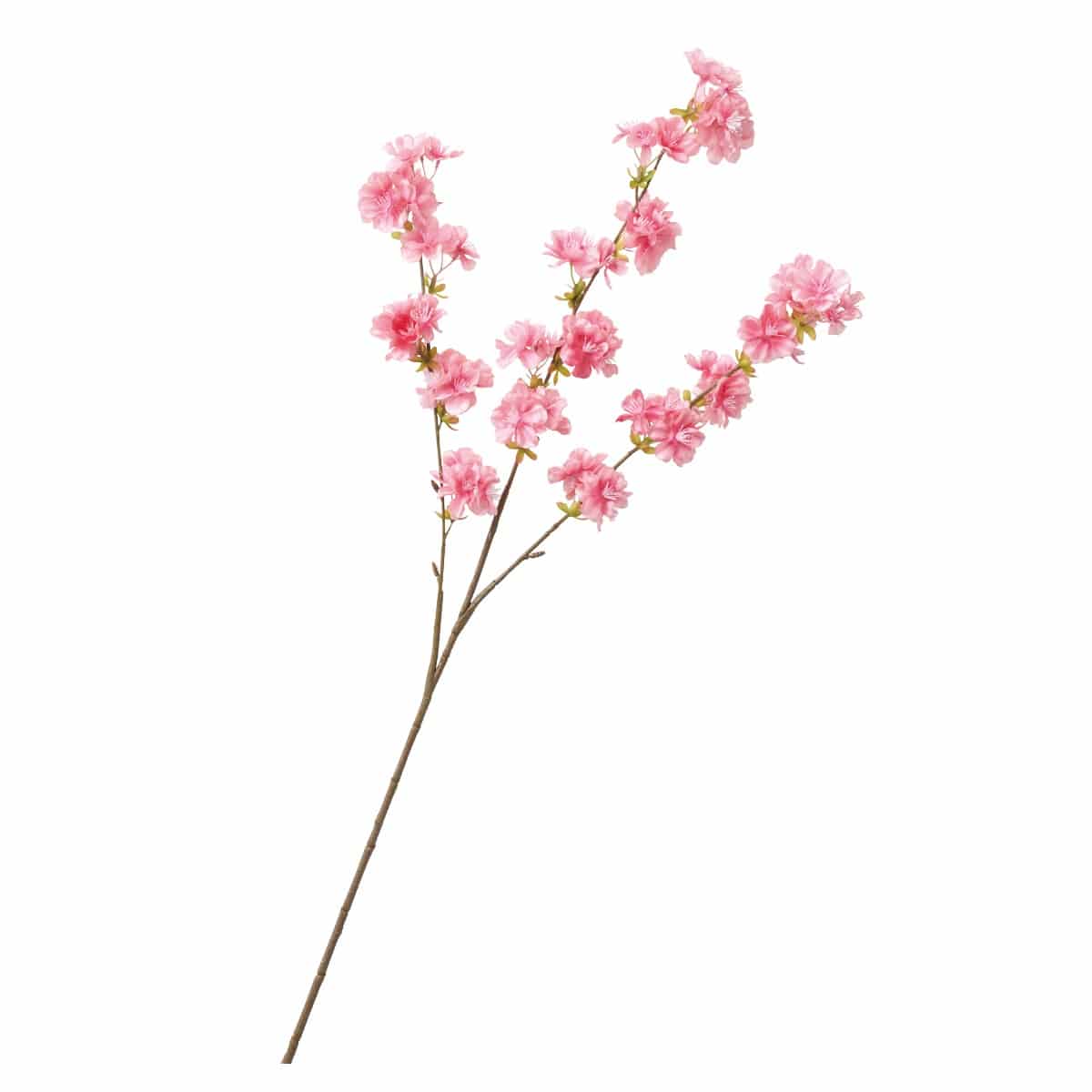 (2)ビューティー