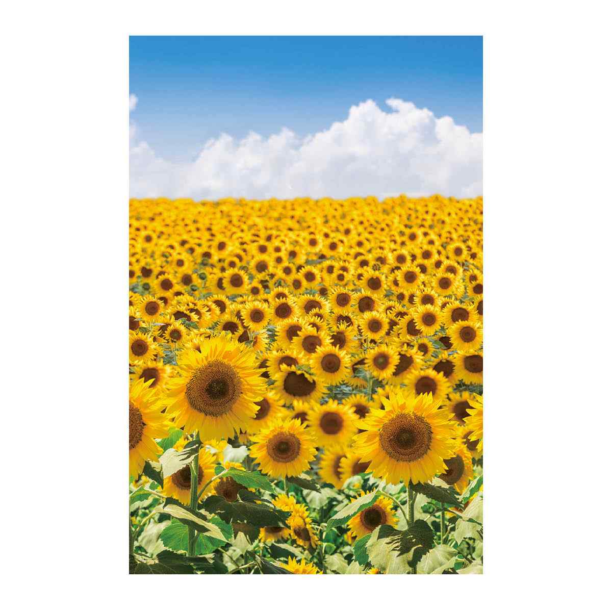 バックグラウンドシート ひまわり 145×220cm