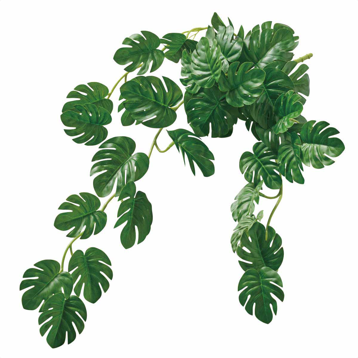 ミニモンステラバイン