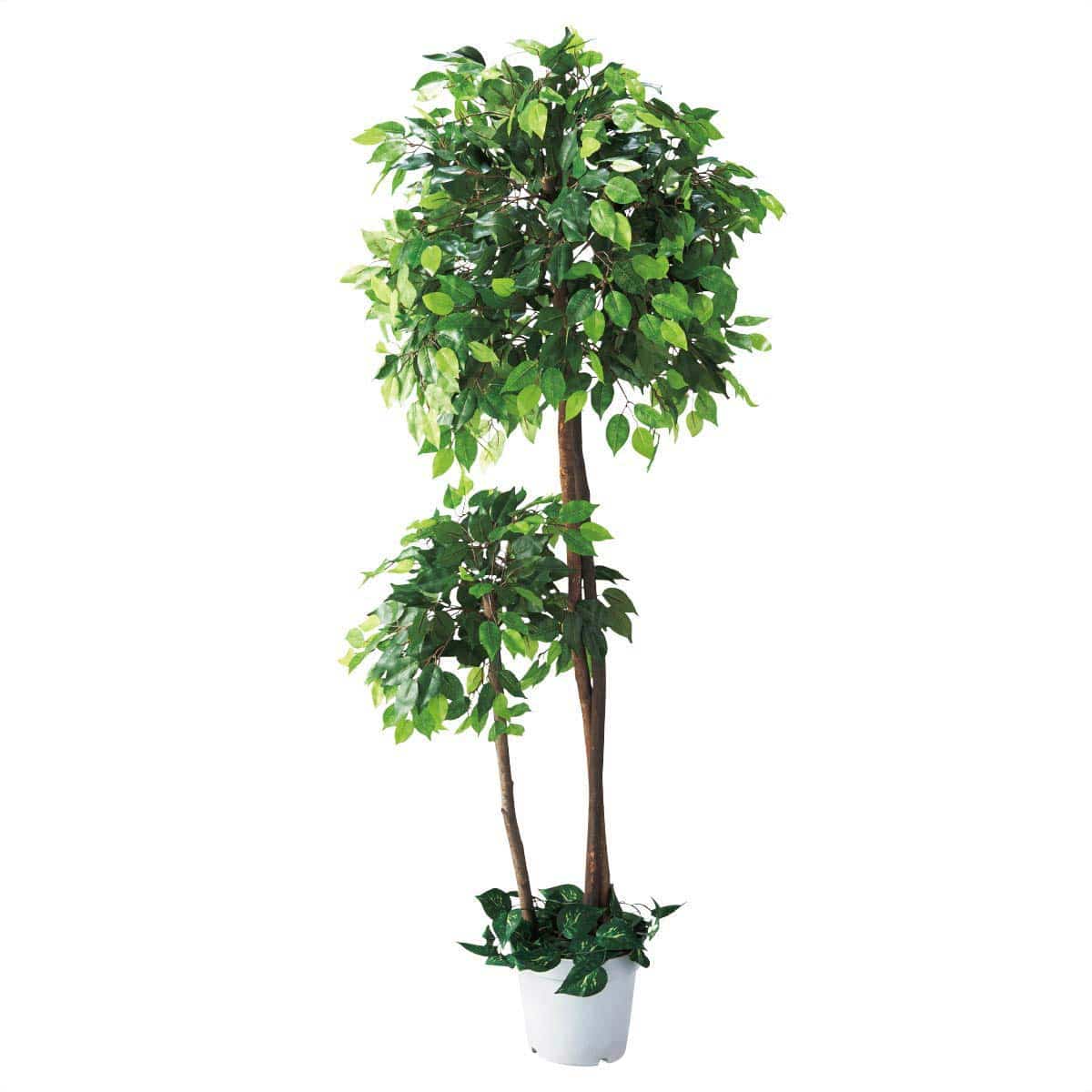 人工樹木ベンジャミンダブル 180cm［ストエキオリジナル］