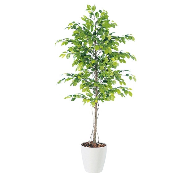 ベンジャミン(人工観葉植物) 高さ200cm 触媒付き