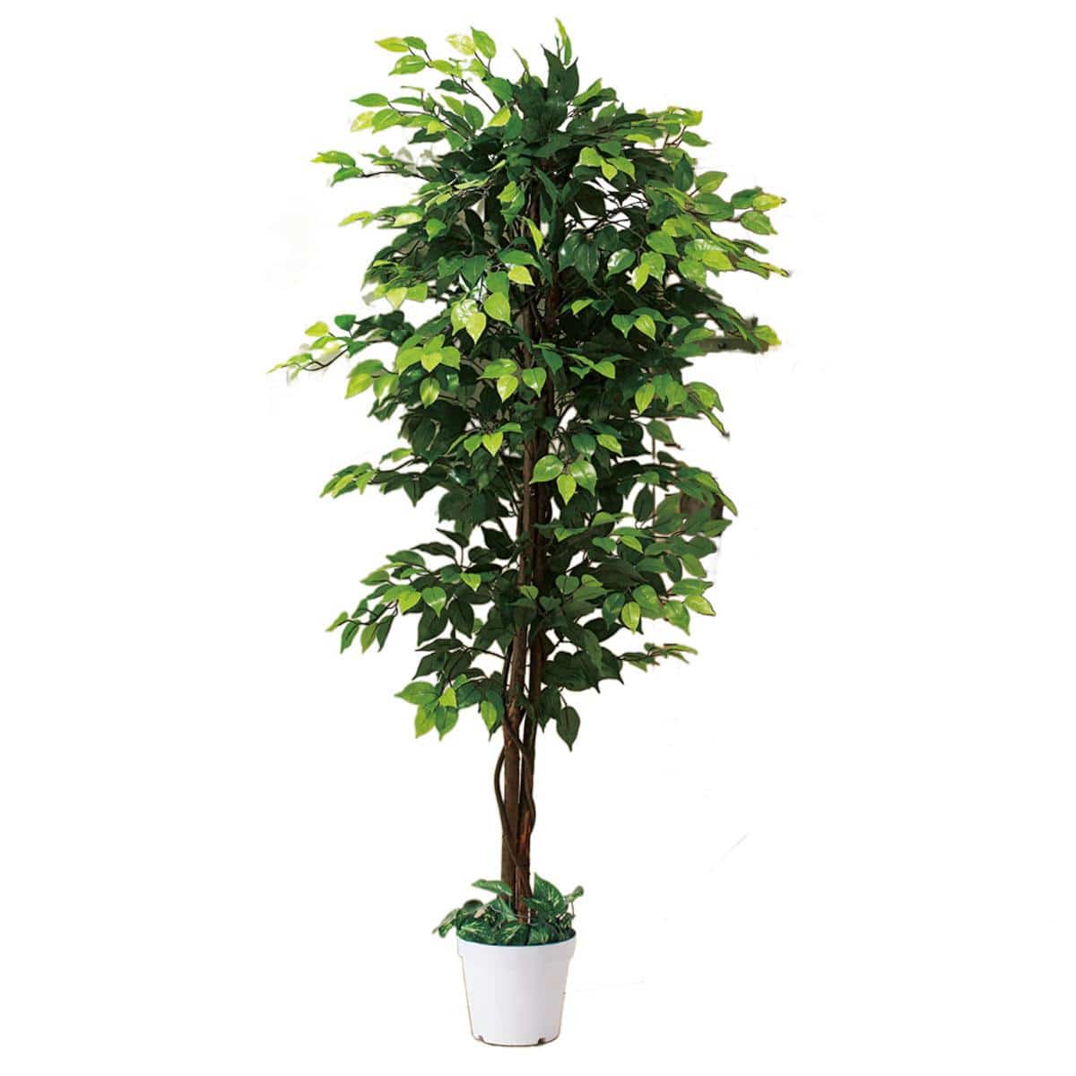 立ち木 人工樹木 フェイクグリーン 人工観葉植物 ベンジャミングリーン