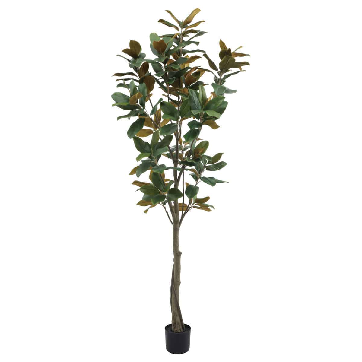 マグノアツリー 高さ220cm