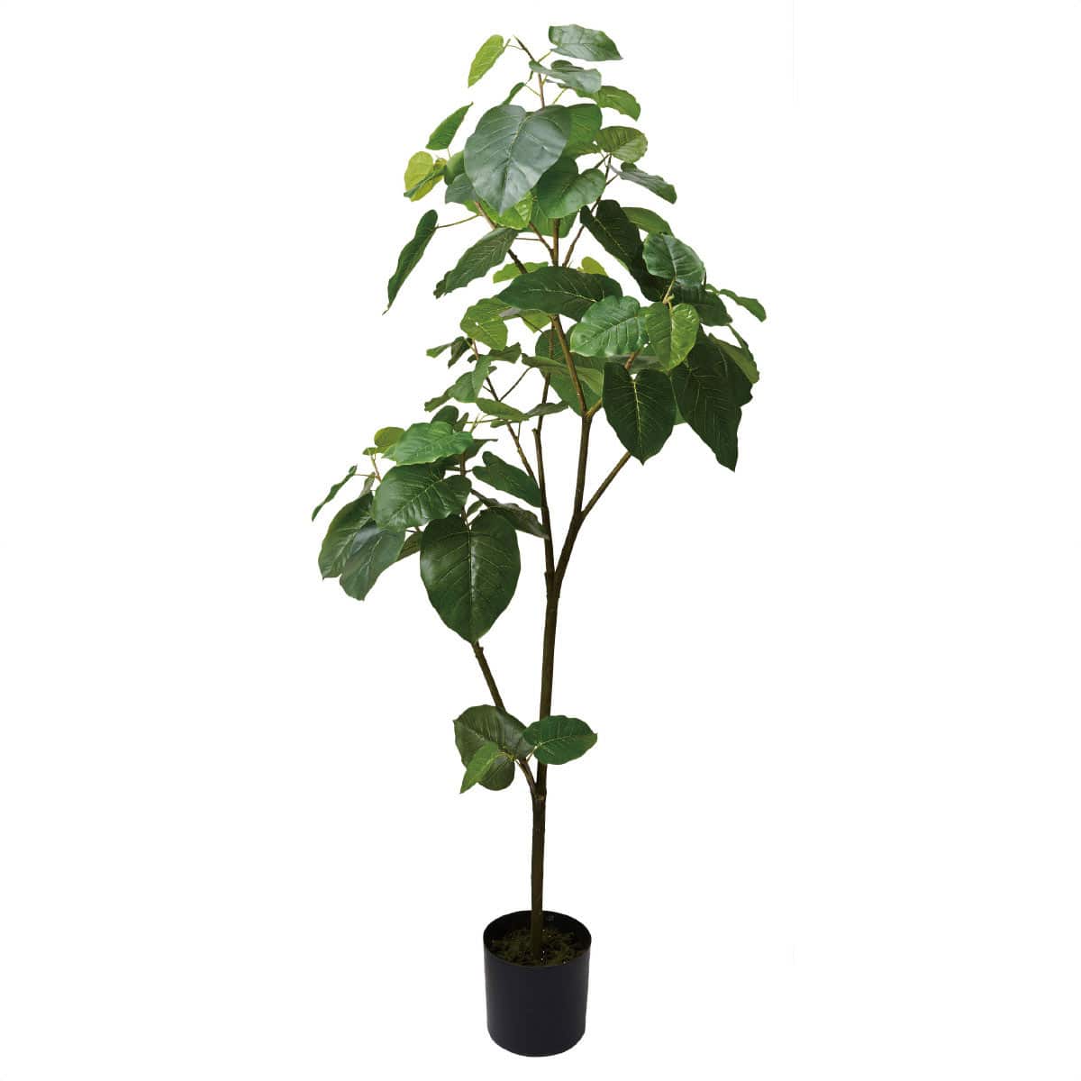 ウンベラータ(180cm 〜)観葉植物