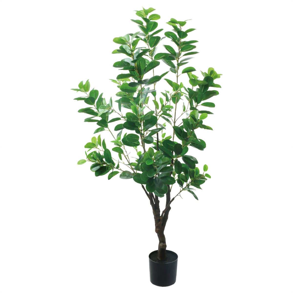 アポロゴム 高さ115cm