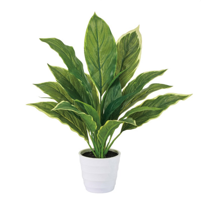 フェイクグリーンポット ハラン