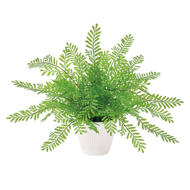 フェイクグリーンポット シダ