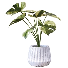 ナビール 卓上グリーンポット