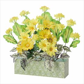 デラックス菜の花プランター