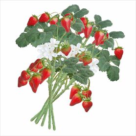 6本 ストロベリーショートブランチセット31cm