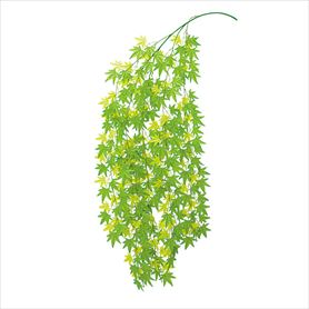 メイプルリーフシダレ185cm