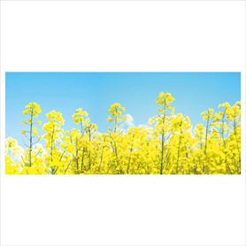 ディスプレイシート 菜の花 200×87cm 
