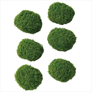 6個 クッションモス